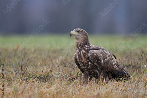 Bielik, orzeł bielik, birkut (Haliaeetus albicilla)