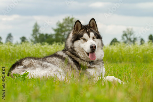 Alaskan malamute