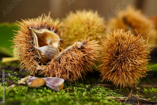 Beautiful background with edible chestnuts; Castanea sativa or Castanea vesca 