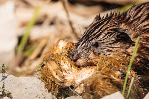 Close-up of a muskrat feeding in early spring in the Horicon National Wildlife Refuge., Wisconsin