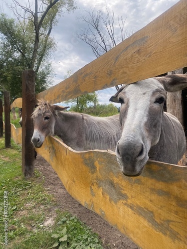 Donkey in the farm