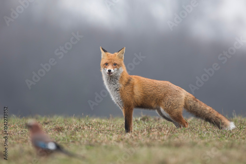 Lis rudy, lis pospolity (Vulpes vulpes)