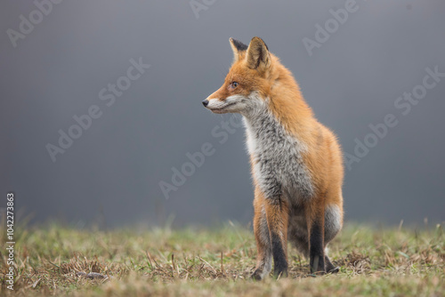 Lis rudy, lis pospolity (Vulpes vulpes)