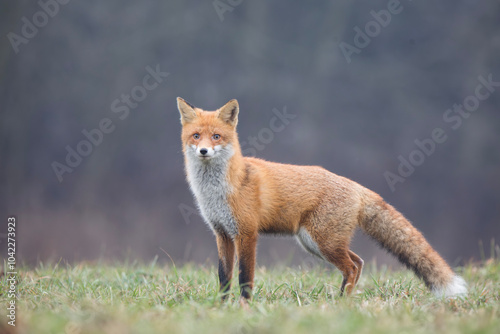 Lis rudy, lis pospolity (Vulpes vulpes)