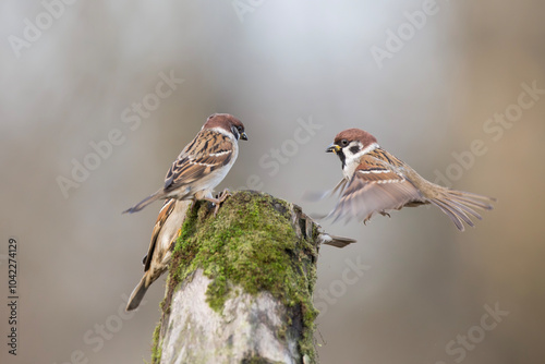 Mazurek, wróbel mazurek, wróbel polny (Passer montanus)