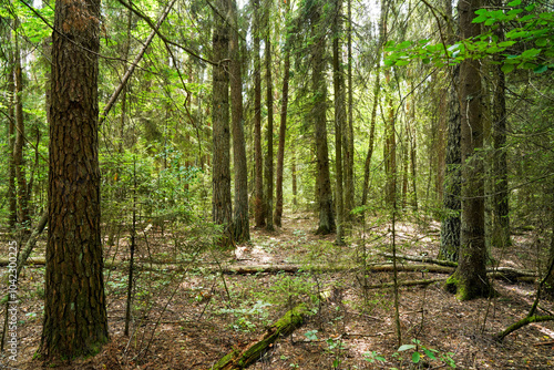 Inside the forest. Hiking through the pine forest. Green pine forest. Walking through woodland. Hiking walking in wild green pine woodland with Spruce trees.