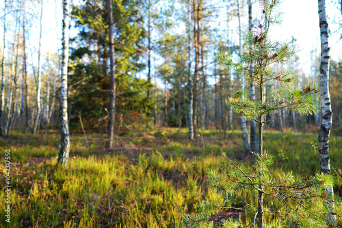 Inside the autumn forest. Hiking through the pine forest. Green pine forest with yellow leaves. Walking through woodland. Hiking walking in wild woodland with birch trees. Autumn season in forest.