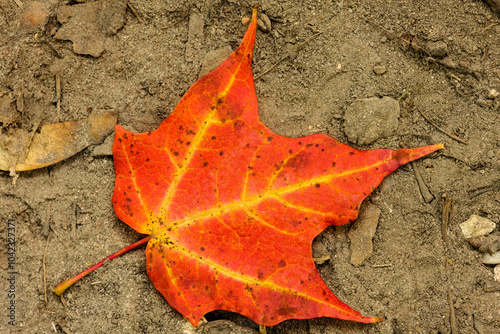 A single Sugar maple leaf lies along the ground in mid-September within the Pike Lake Unit, Kettle Moraine State Forest, Hartford, Wisconsin, having already started to change colors.