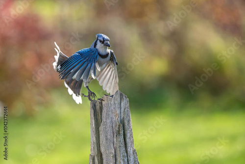 blue jay on a fence