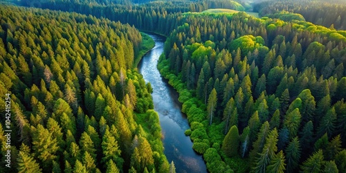 dense forest, tall trees, blocking out sun, river flowing gently, underbrush