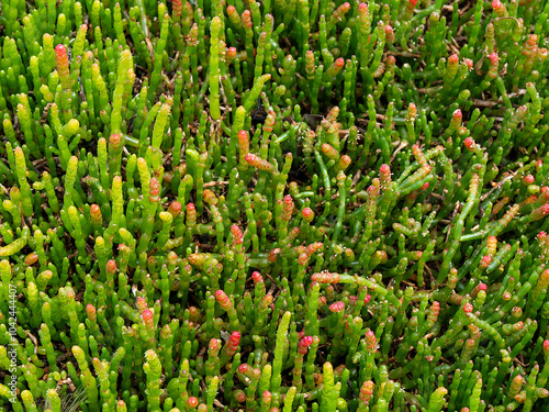 Salicornia, salt marsh plant