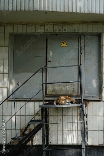 lying cat on the stairs of an old multi spory building