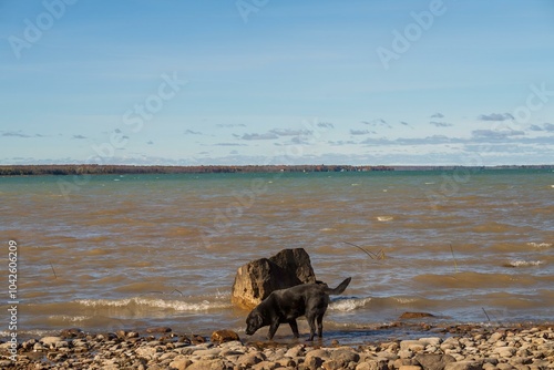 Dog on shore of lake huron