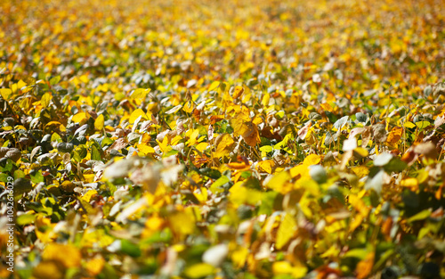 Soybean farmland in autumn