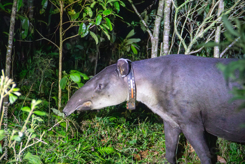 A Baird's Tapir in Rio Celeste, Costa Rica