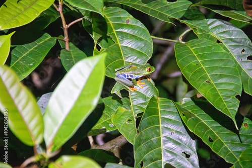 A Red-eyed Tree Frog in Rio Celeste, Costa Rica