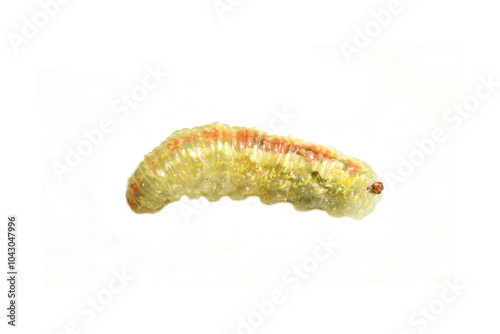 Larva of syrphus hover fly on white background