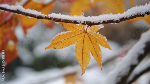 A branch of yellow and leaves, frost adheres to the maple leaf, abrupt drop in temperature, snow, cool colour, warm light 