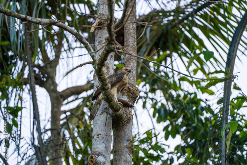 Wallace's Hawk-Eagle (Nisaetus Nanus), a bird of prey and one of the smallest eagles, with rat prey in tree branch.