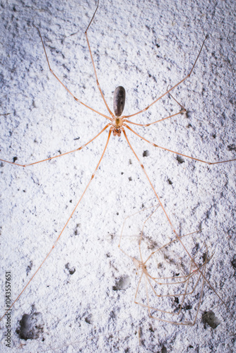 Close-up of a daddy long-legs spider on a textured white surface.