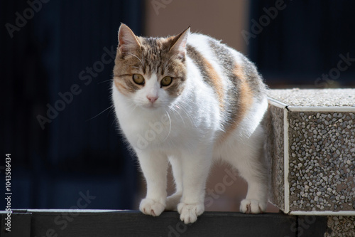 Gatita doméstica. Animales de compañía