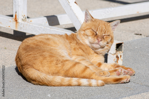 Gato naranja