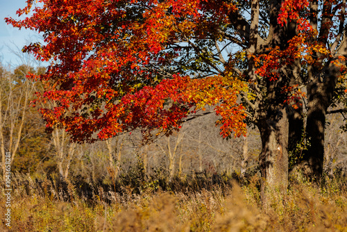 The bright red of the changing colors of the maple tree stand out in mid-October morning against the colorless backdrop within Pike Lake Unit, Kettle Moraine State Forest, Hartford, Wisconsin