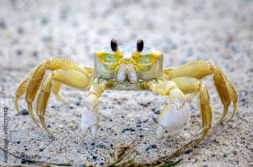 Ghost Crab portrait