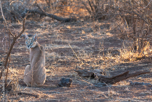 caracal looking at camera in southern africas bushland