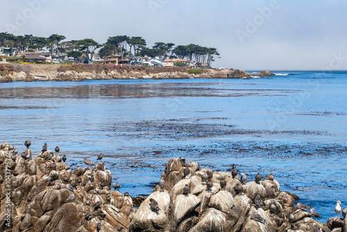 Coastal View of Monterey Bay, California with Seabirds and Rocky Shoreline