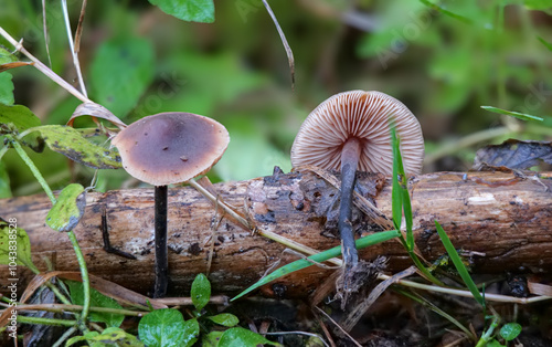 Gurkenschnitzling (MACROCYSTIDIA CUCUMIS)