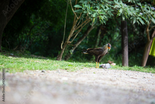 Carancho cazando una paloma