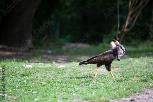 Carancho cazando una paloma