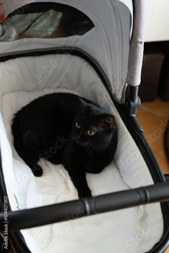 photo, black, transport, cat, sitting, domestic, animal, inside, newborn, baby, stroller, looking, light, colored, lining