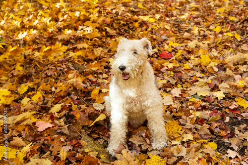 Adorable unleashed fox terrier dog sitting on carpet of colourful fall dry leaves with mouth open, Quebec City, Quebec, Canada