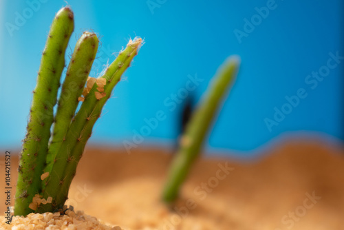 cactaceae, fábrica, naturaleza, desierta, flor, huerta, césped, hojas, aislada, suculenta, espina, macro, verano, árbol, close-up, insaturado, botánico, primavera, flora, botánica, verde, cactaceae, c