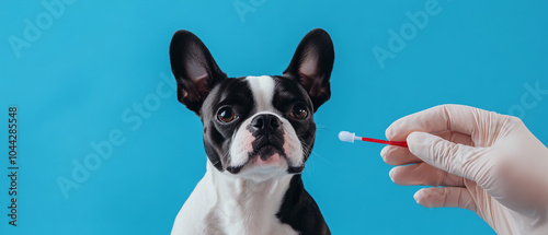 Boston Terrier Dog Receiving A Dna Test Swab From A Veterinarian