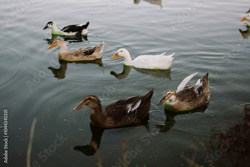 Al agua patos 1 , 2 ,3 