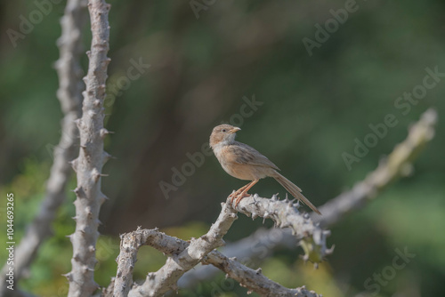 Great Rann of Kutch, Gujarat, India, Common Babbler, Turdoides caudatus