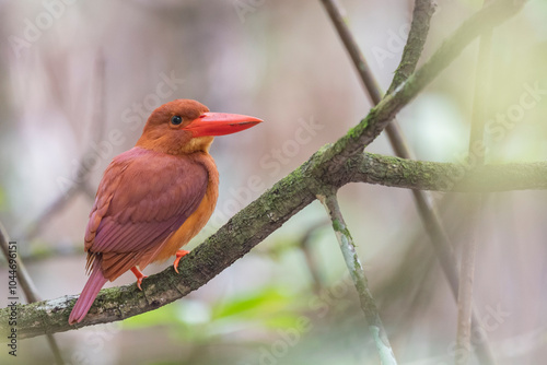 Andaman Islands, India, Ruddy Kingfisher, Halcyon coromanda