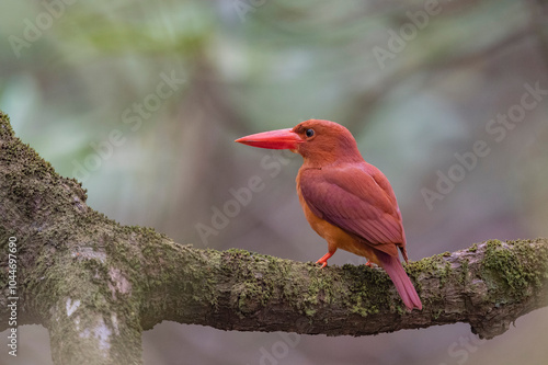 Andaman Islands, India, Ruddy Kingfisher, Halcyon coromanda