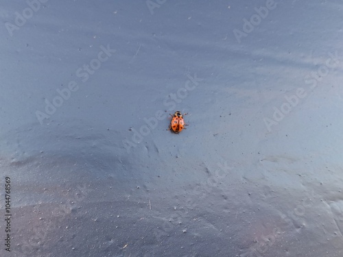 Ladybug beetle on a black polyethylene surface. Themes of nature and bugs.