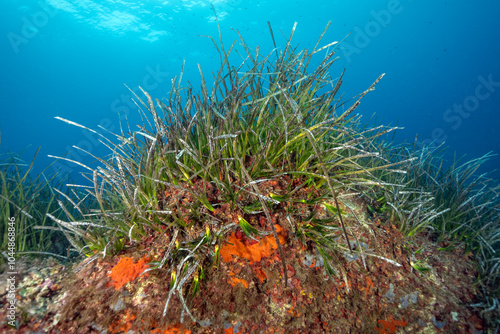 Neptune seagrass, Posidonia oceanica on top of coralligenous habitat, Bastia Corsica France.