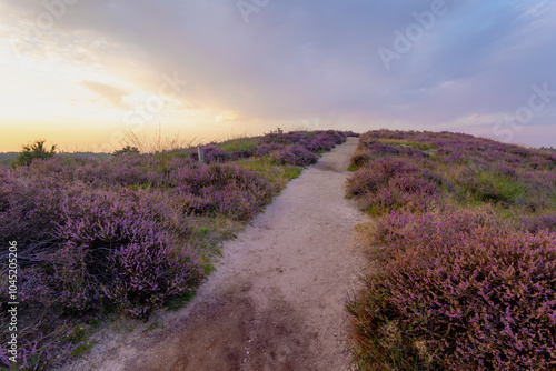 Nature landscape, The flowering Calluna vulgaris (heide, ling, or simply heather) on slope, Purple flowers on the hill side field, Posbank, Veluwezoom National Park in Rheden, Gelderland, Netherlands.