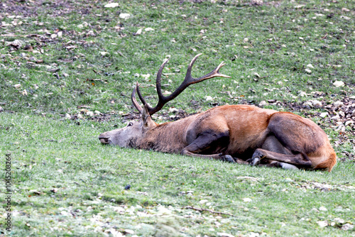 Repos du cerf