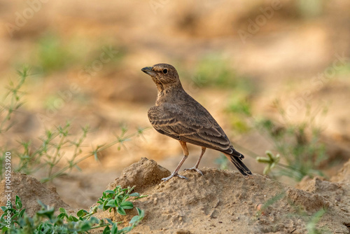 Rufous-tailed lark, Ammomanes phoenicura, Desert National Park, Rajasthan, India