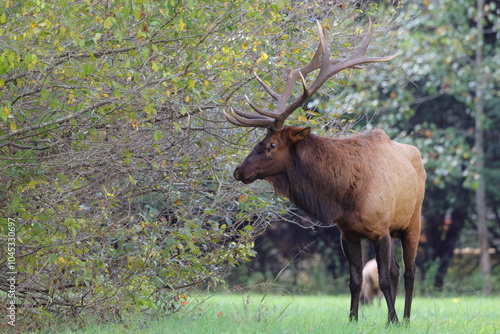 Large bull elk bugling