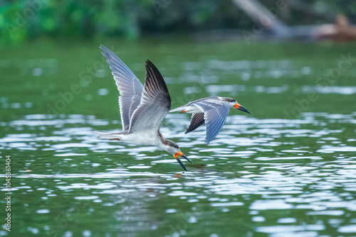 A black skimmer (Rynchops niger) in flight 