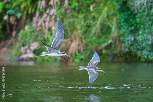 A black skimmer (Rynchops niger) in flight 