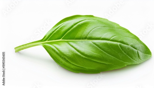 一枚のバジルの葉（one basil leaf） 